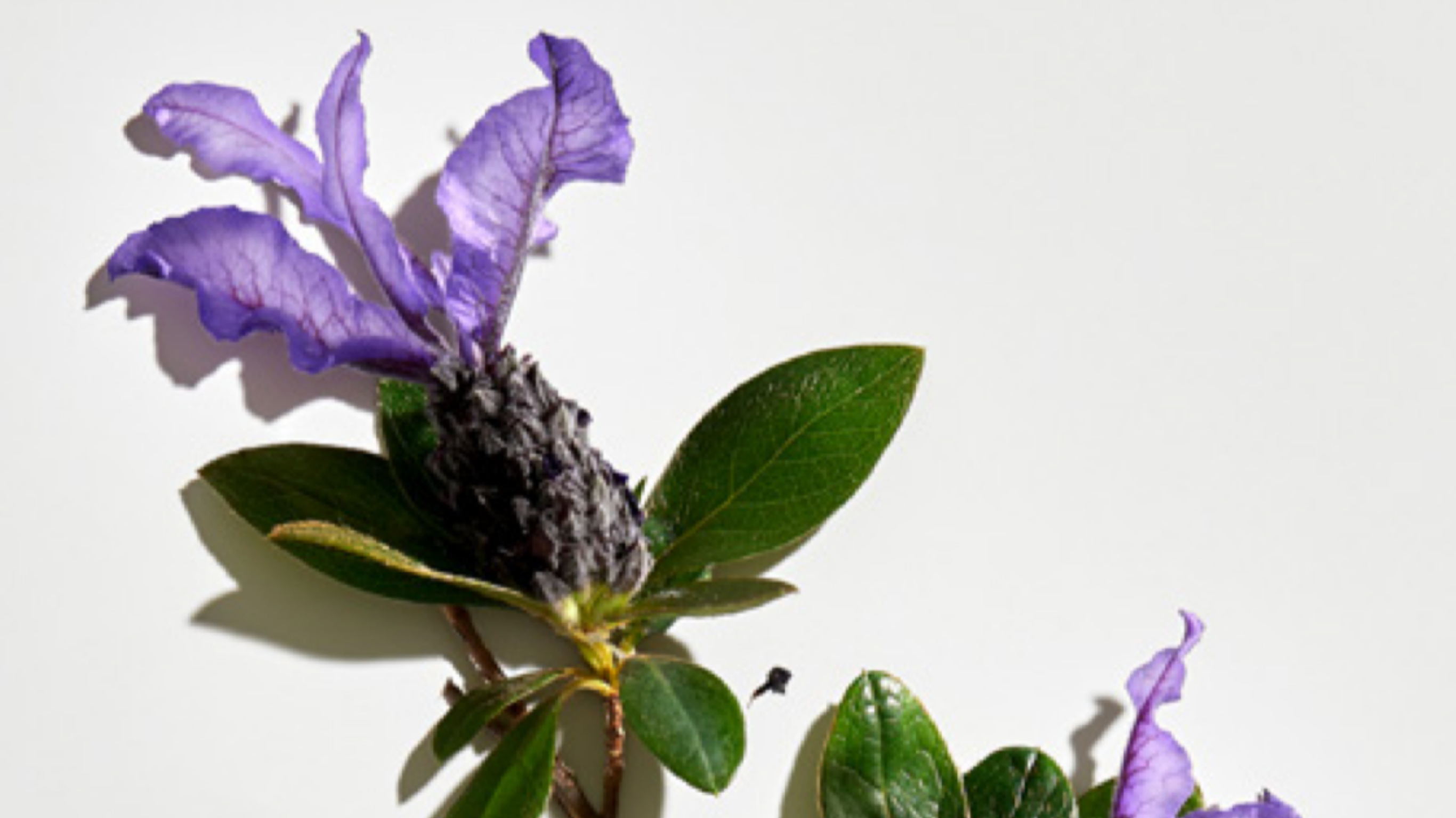 Clinically studied: Sytenol A Bakuchiol