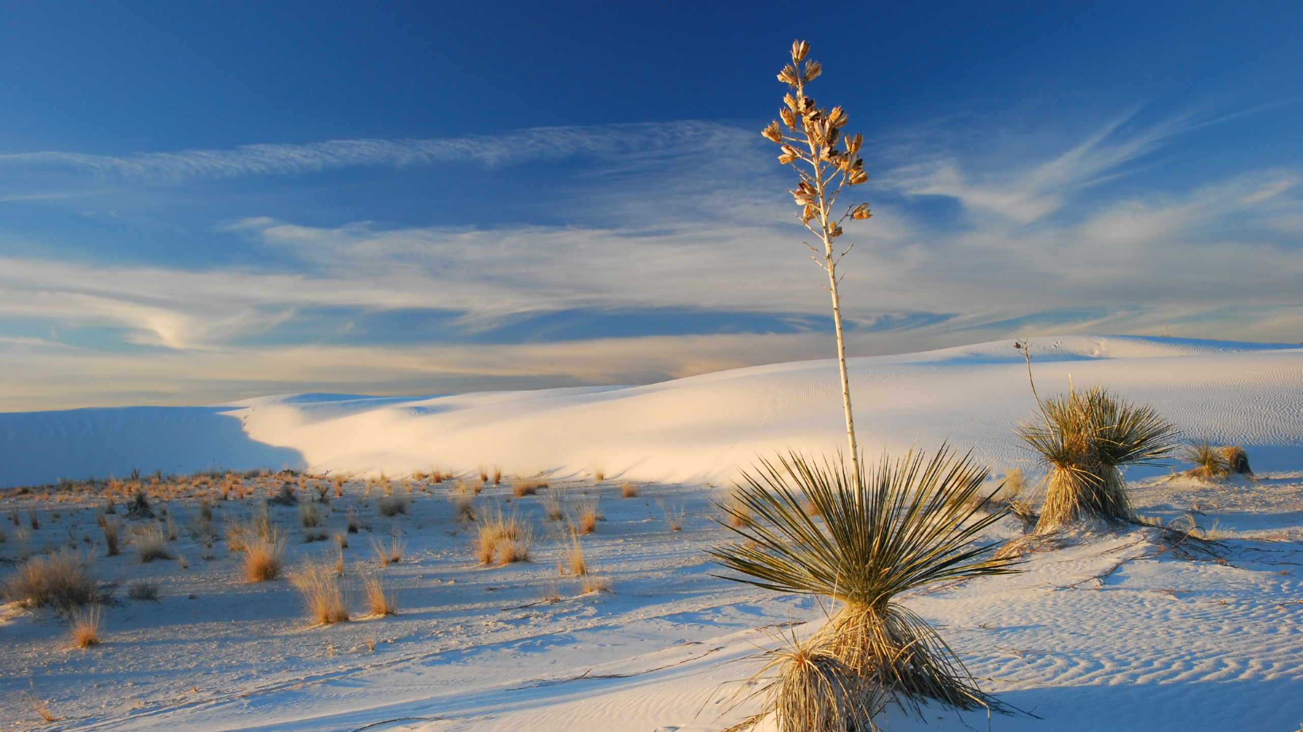 Yucca Filamentosa: The Desert-Derived Bioactive